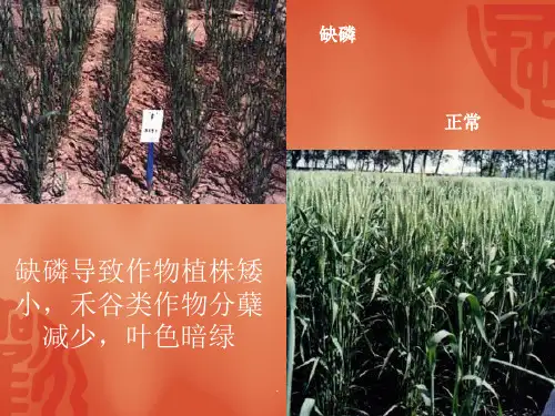 植物缺磷症状