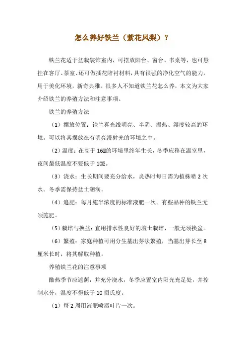 怎么养好铁兰(紫花凤梨)？