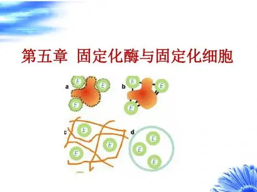 第五章-固定化酶