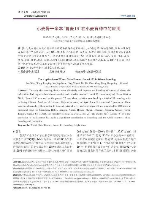 小麦骨干亲本‘鲁麦13’在小麦育种中的应用