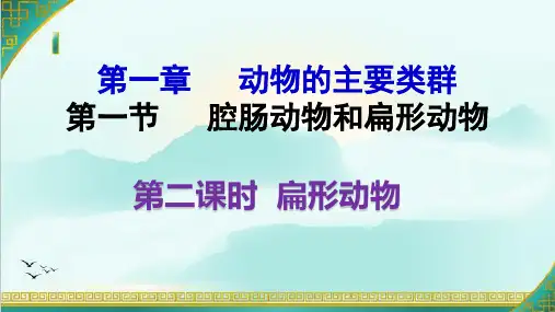 腔肠动物和扁形动物第二课时扁形动物课件(人教版生物)