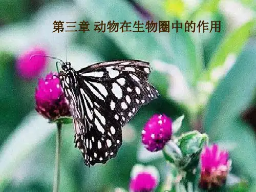 人教版八年级上册生物动物在生物圈中的作用(35张PPT)