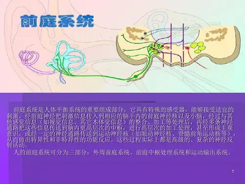 前庭系统PPT医学课件