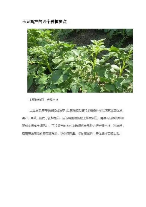 土豆高产的四个种植要点