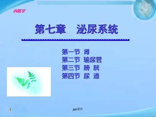 泌尿系统解剖 ppt课件【17页】