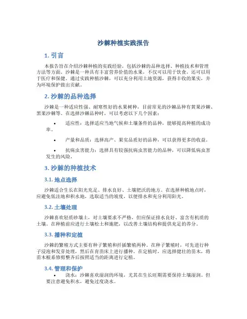 沙棘种植实践报告