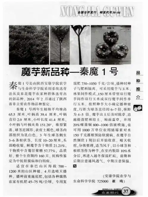 魔芋新品种—秦魔1号