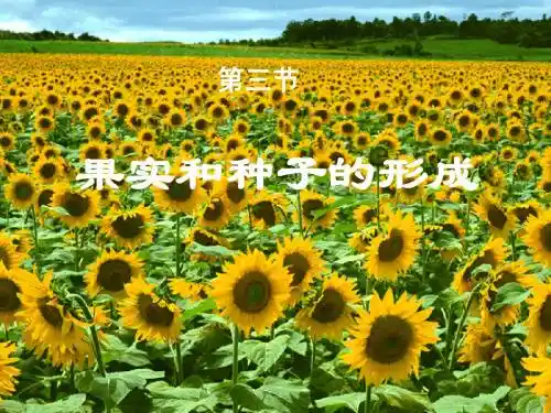 第三节 果实和种子的形成[1]