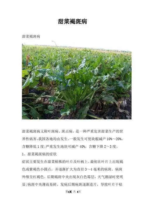 甜菜褐斑病