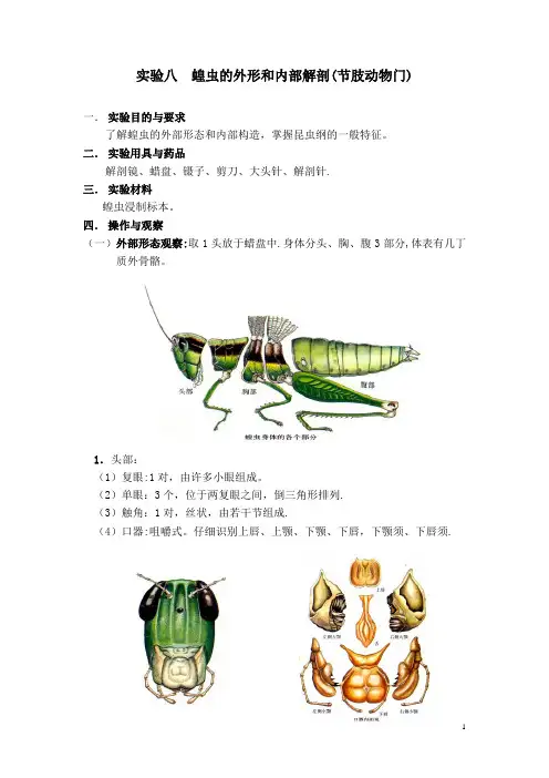 蝗虫的外形和内部解剖