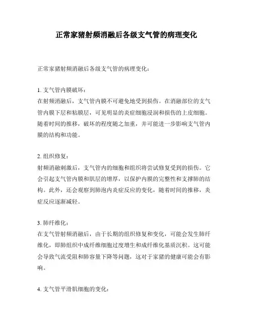 正常家猪射频消融后各级支气管的病理变化