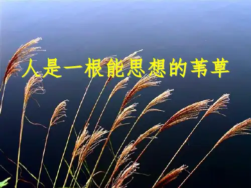 《人是一根能思想的苇草》课件