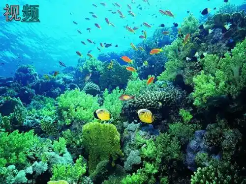 《海底世界》PPT课件(苏教版三年级语文)
