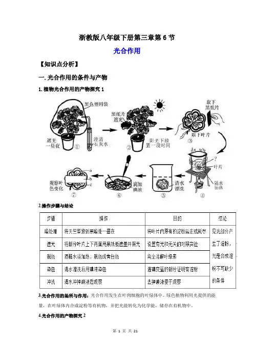光合作用(讲义)(解析版)