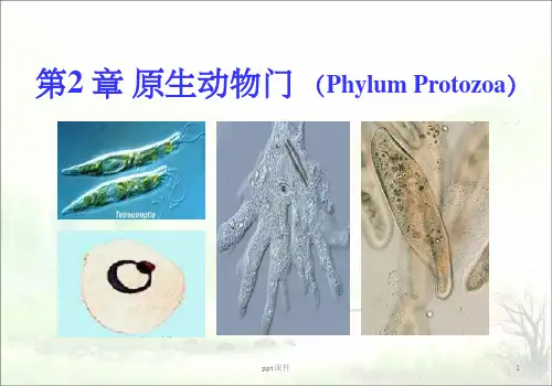 《原生动物门》PPT课件 (2)