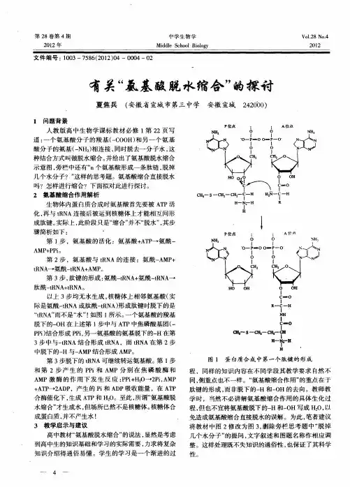 有关“氨基酸脱水缩合”的探讨