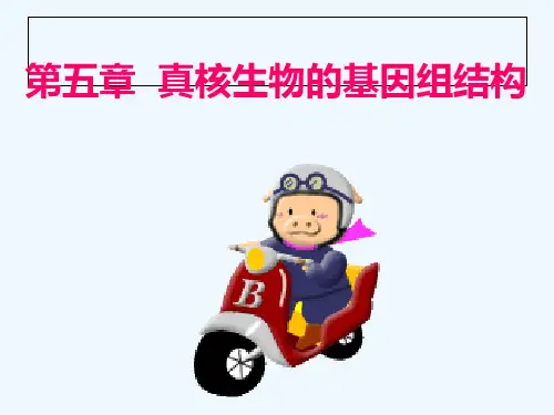 第五章真核生物基因组结构