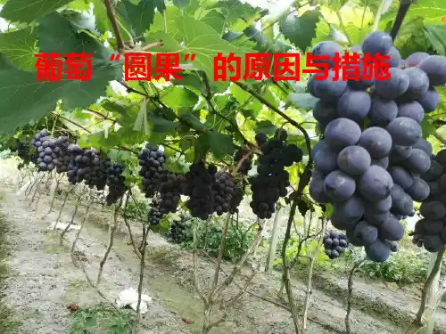 葡萄“圆果”的原因与措施