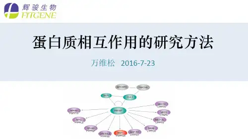 蛋白质相互作用(protein interaction)的研究方法