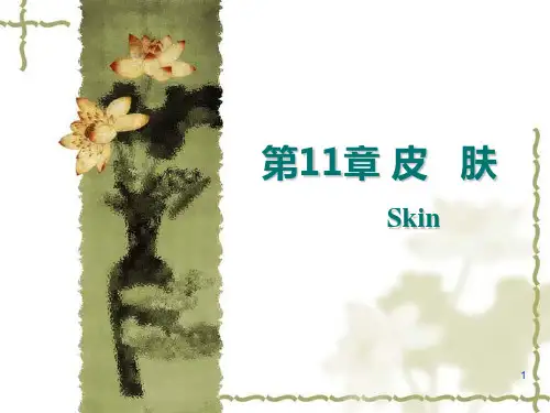 组织学与胚胎学：11皮肤