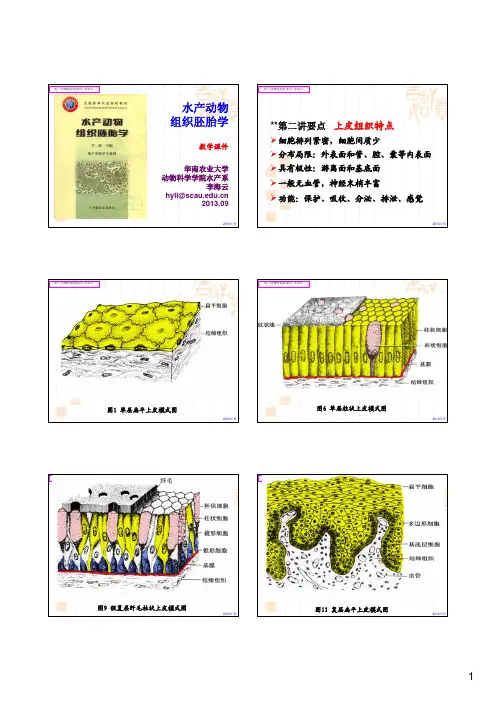 第三讲 腺上皮与感觉上皮2013