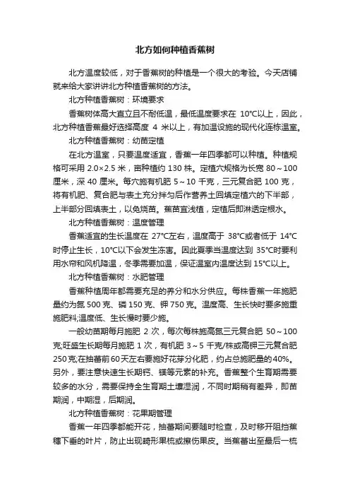 北方如何种植香蕉树