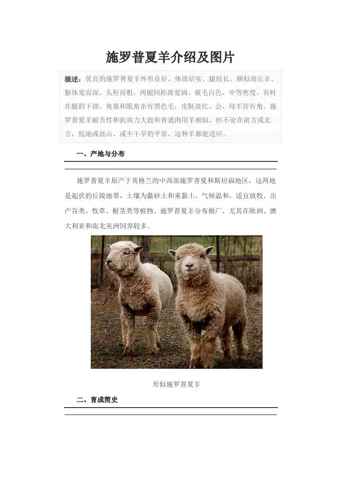 施罗普夏羊介绍及图片