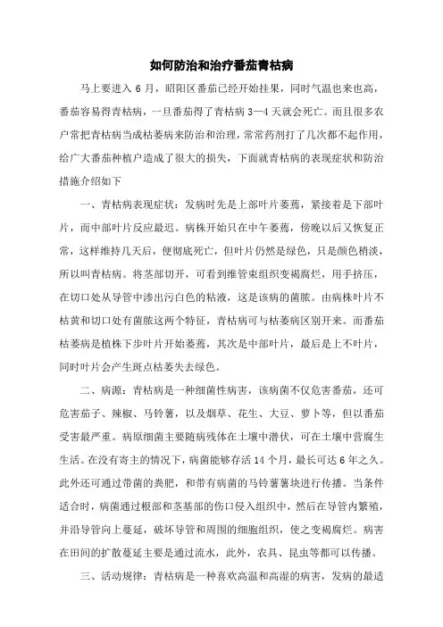 如何防治和治疗番茄青枯病