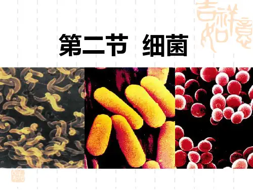 人教版八年级生物上册 《细菌》细菌和真菌PPT课件 