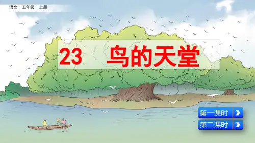 统编版五年级语文上册第23课《鸟的天堂》精品课件