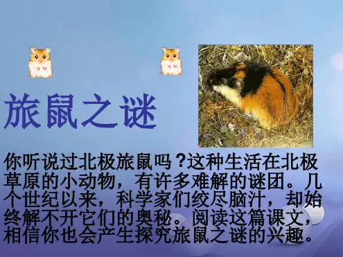 八年级语文下册第三单元第13课旅鼠之谜与大雁课件新版新人教版