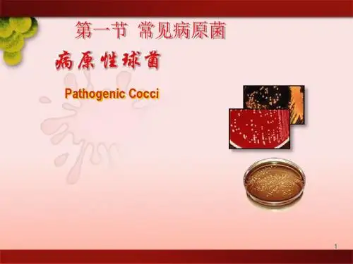 病原性球菌ppt课件