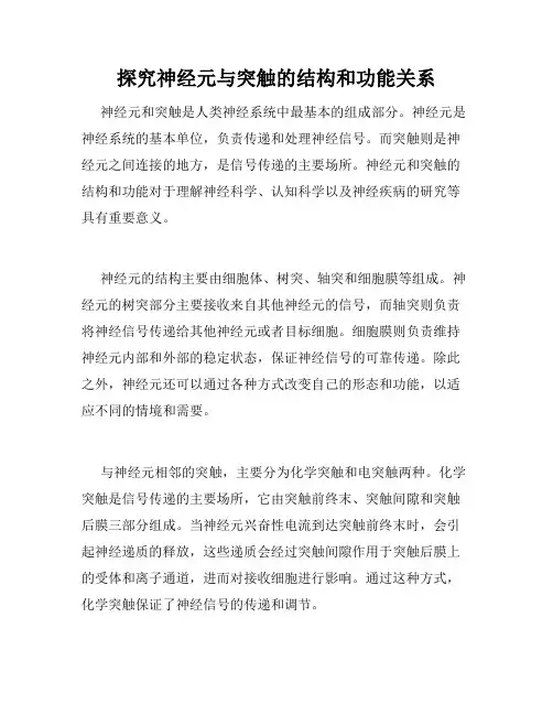 探究神经元与突触的结构和功能关系