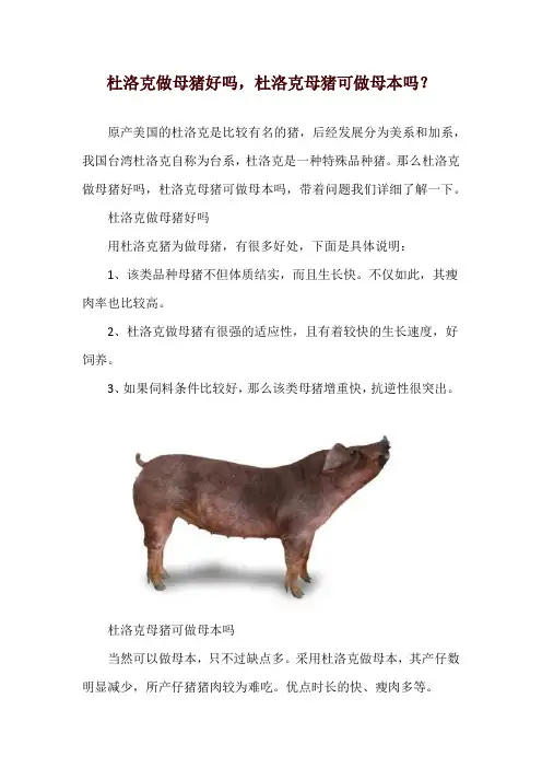 杜洛克做母猪好吗,杜洛克母猪可做母本吗？