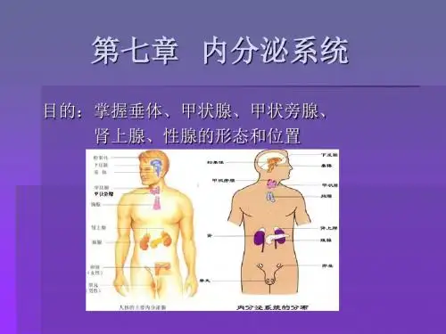 人体解剖学_07内分泌系统