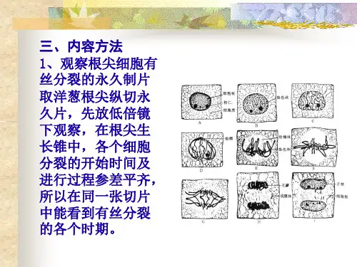 植物细胞的有丝分裂-精选文档