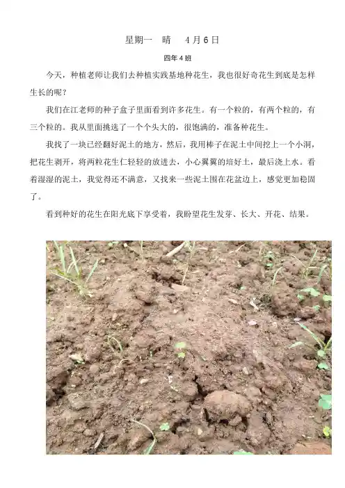 花生观察日记
