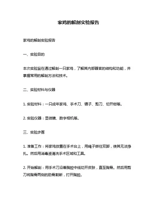 家鸡的解剖实验报告