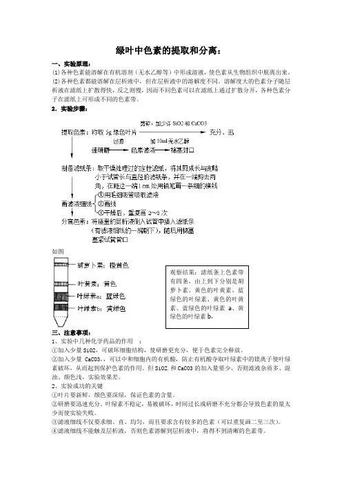 实验四色素的提取和分离