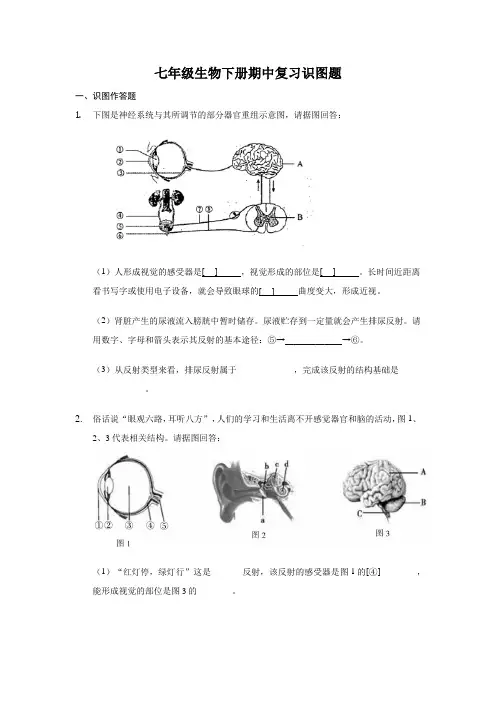 七年级生物下册期中复习识图题-2020-2021学年鲁科版生物(word版 含答案)