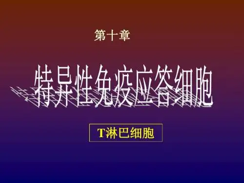 10T淋巴细胞