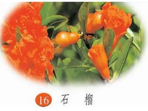 石榴PPT课件