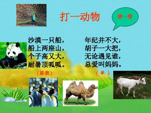 87骆驼和羊PPT课件