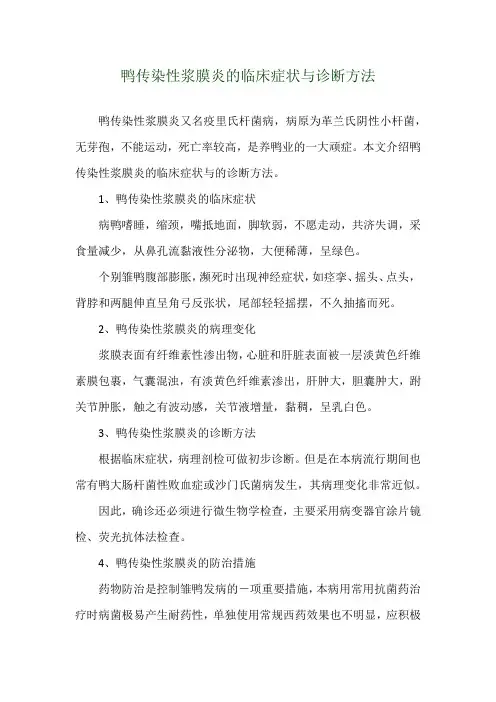 鸭传染性浆膜炎的临床症状与诊断方法