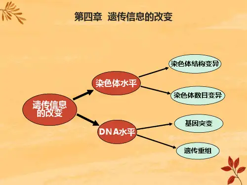 遗传信息的改变