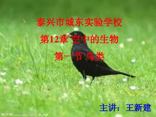 七年级生物下册空中的生物鸟类的课件苏科版