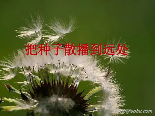 四年级下册科学课件-2.4把种子散播到远处｜教科版(共23张PPT)