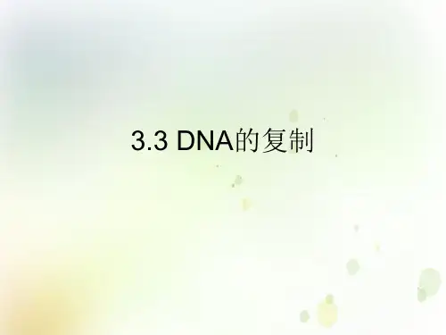DNA复制人教版高中生物必修二教学课件