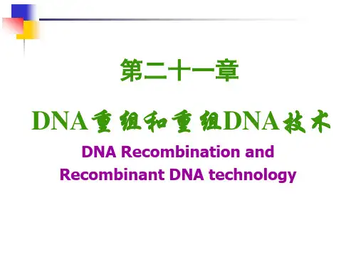 分子生物学课件：第21章 DNA重组及重组DNA技术