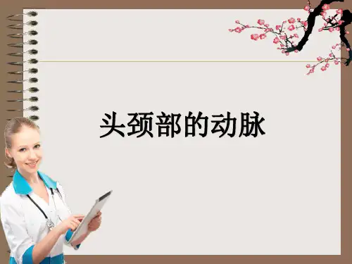 头颈部的动脉ppt课件